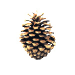 Logotipo del Cosa Nuesa